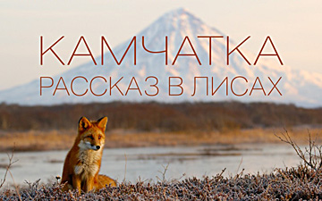 Проект "Камчатка. Рассказ в лисах"